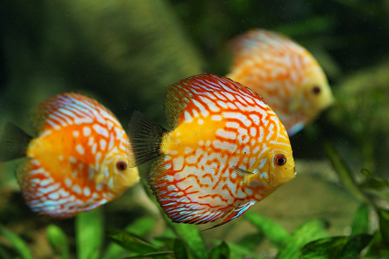 poisson discus