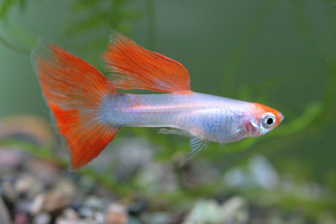 poisson aquarium Guppy