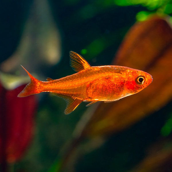 poisson tétra étincelle ou Hyphessobrycon amandae