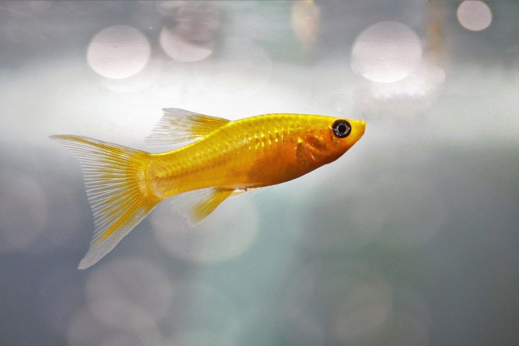 40 espèces de poissons d’aquarium d’eau douce Aquabase — free download