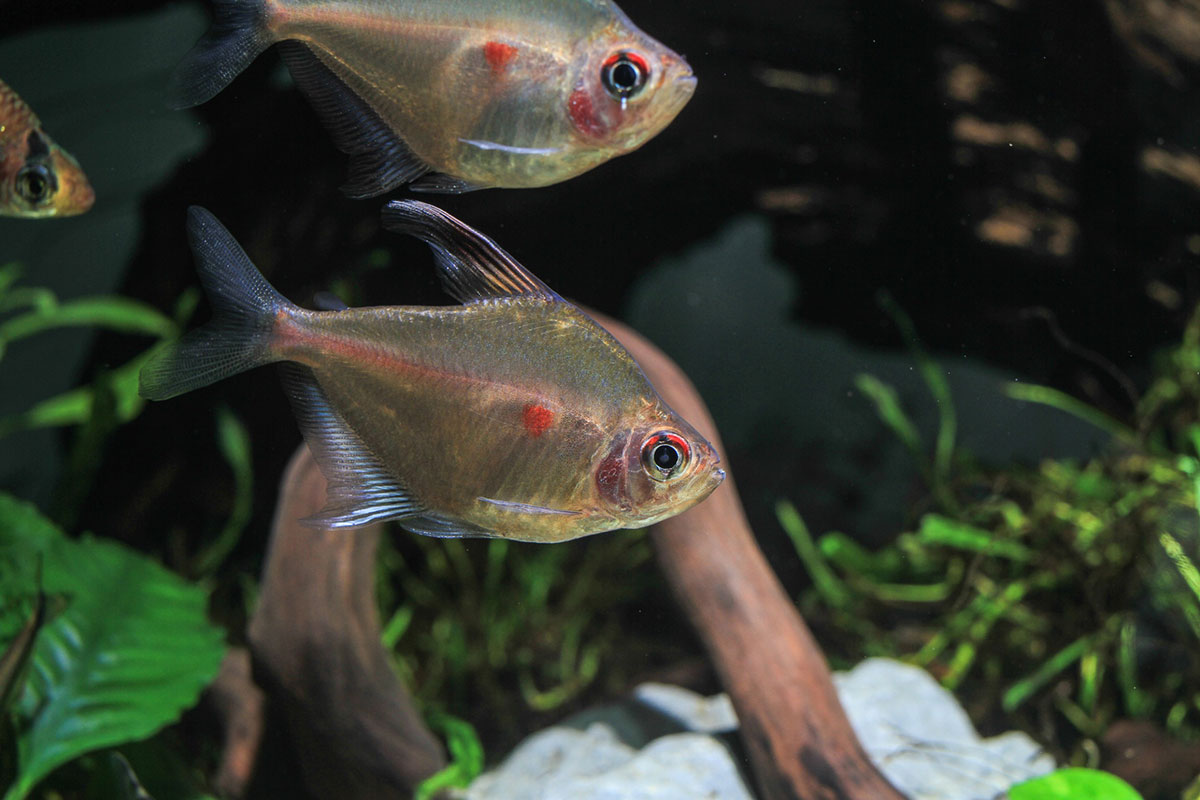 poisson Tetra cœur saignant