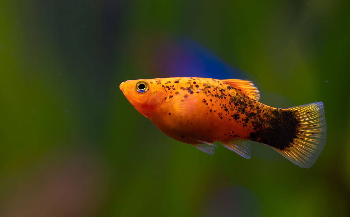 poisson Xipho aquarium