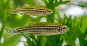 Le poisson zèbre ou Danio rerio : Tout savoir sur ce poisson d’aquarium espèce de poisson zèbre