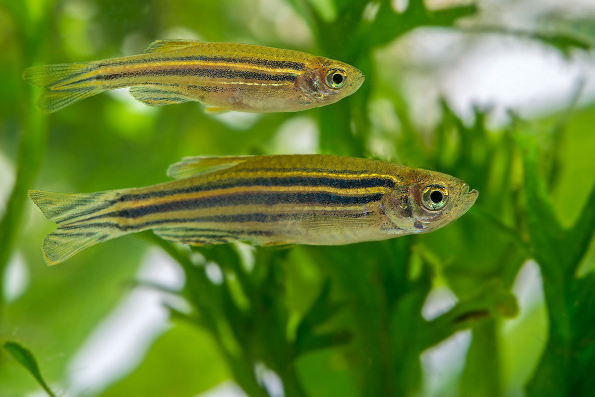 espèce de poisson zèbre
