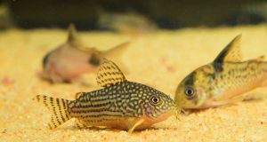 Quels poissons nettoyeurs choisir pour son aquarium ? quels poissons nettoyeurs choisir