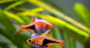 Le rasbora arlequin : Tout savoir sur ce poisson d’aquarium Rasbora arlequin