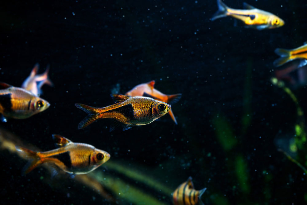 Rasbora arlequin