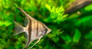 Le scalaire : tout savoir sur ce poisson d’aquarium scalaire