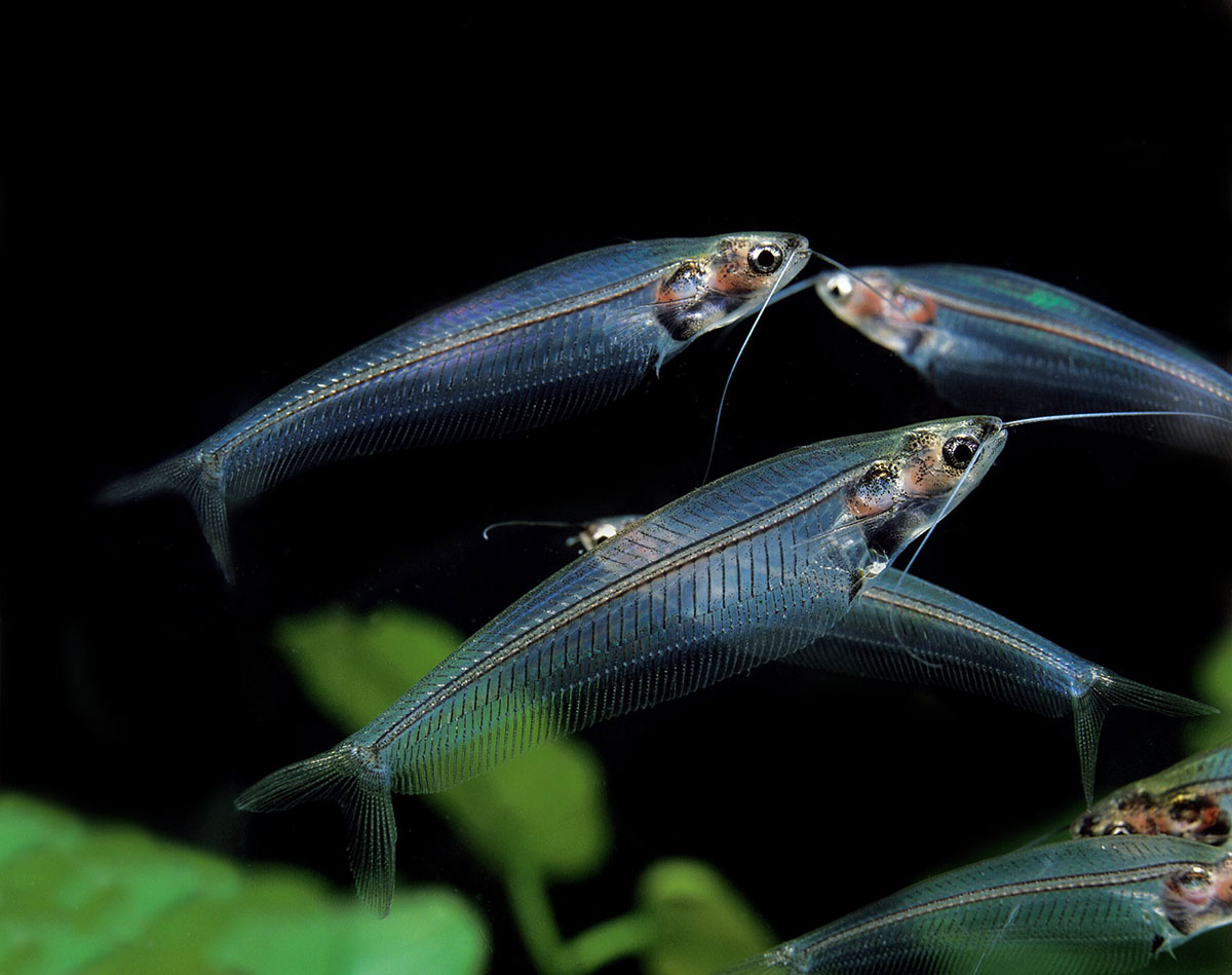 poisson Silure de verre