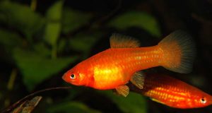 Le xipho : Tout savoir sur ce poisson d’aquarium xipho ou Xiphophorus hellerii