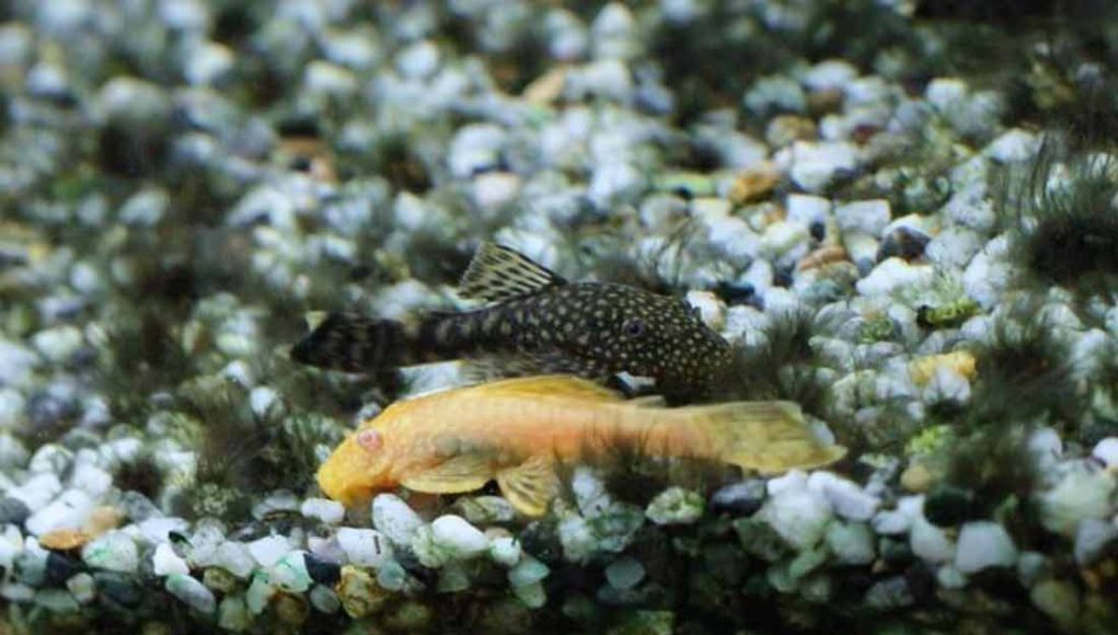 Pléco bristlenose albinos