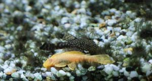 Pléco bristlenose albinos : le guide complet des soins Pléco bristlenose albinos