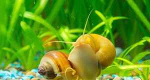 Escargot Pomacea bridgesii : Tout savoir escargot Pomacea bridgesii