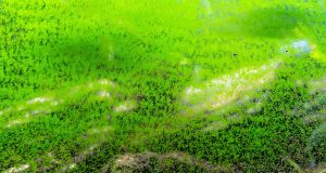 12 types d’algues d’aquarium algues d'aquarium