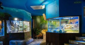 Comment nettoyer votre aquarium avec du vinaigre (en toute sécurité) nettoyer votre aquarium avec du vinaigre