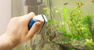 Comment nettoyer les vitres d’un aquarium de la bonne façon (intérieur et extérieur) nettoyer les vitres d'un aquarium