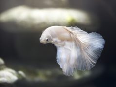 Comment nourrir le poisson Betta et éviter la suralimentation ? nourriture poisson Betta