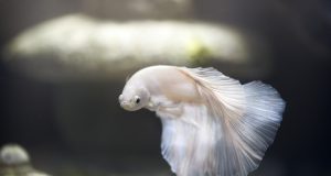 Comment nourrir le poisson Betta et éviter la suralimentation ? nourriture poisson Betta