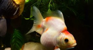 Poisson rouge Ryukin : Tout savoir sur ce poisson d’aquarium poisson rouge Ryukin