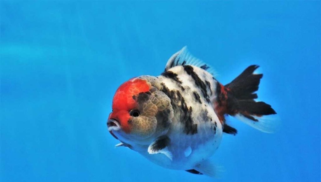 Poisson rouge à tête de lion