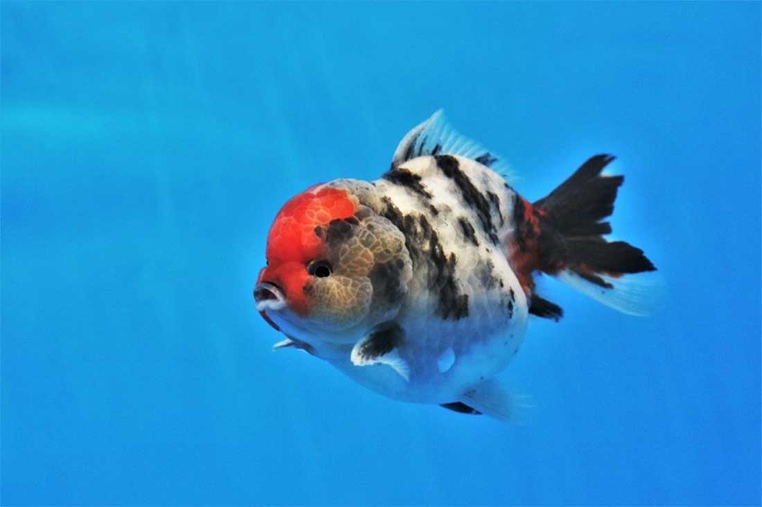 Poisson rouge à tête de lion