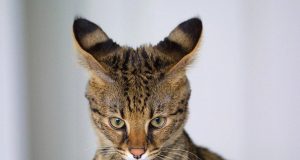 15 races de chats les plus dangereuses races de chats dangereuses