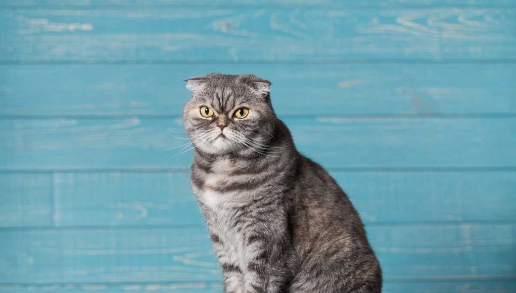 races de chats de salon à câliner