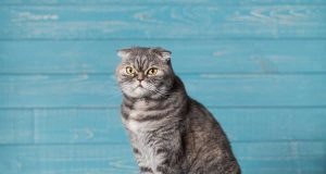 13 meilleures races de chats de salon à câliner races de chats de salon à câliner