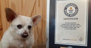 Un chihuahua devient le plus vieux chien vivant du monde Spike chihuahua plus vieux chien du monde