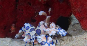 La crevette arlequin : Tout savoir crevette arlequin