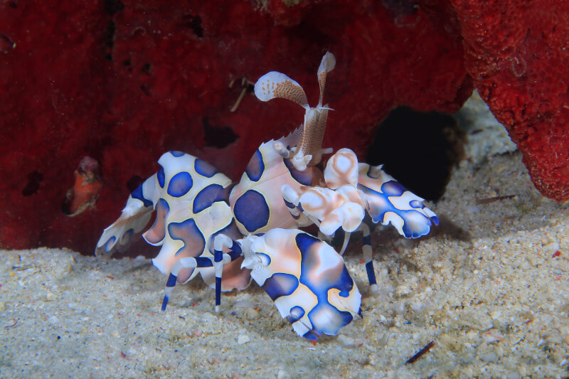 crevette arlequin