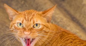 Les 15 races de chats les plus agressives races de chats les plus agressives