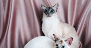 La fourrure des chats siamois change-t-elle de couleur ? fourrure des chats siamois change-t-elle de couleur
