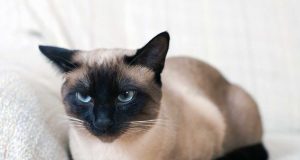 Chats siamois mâles ou femelles : Qu’est-ce qui vous convient le mieux ? Chats siamois mâles ou femelles