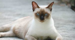 Pourquoi mon chat siamois m’attaque-t-il ? 5 raisons et comment y mettre fin Pourquoi mon chat siamois m'attaque