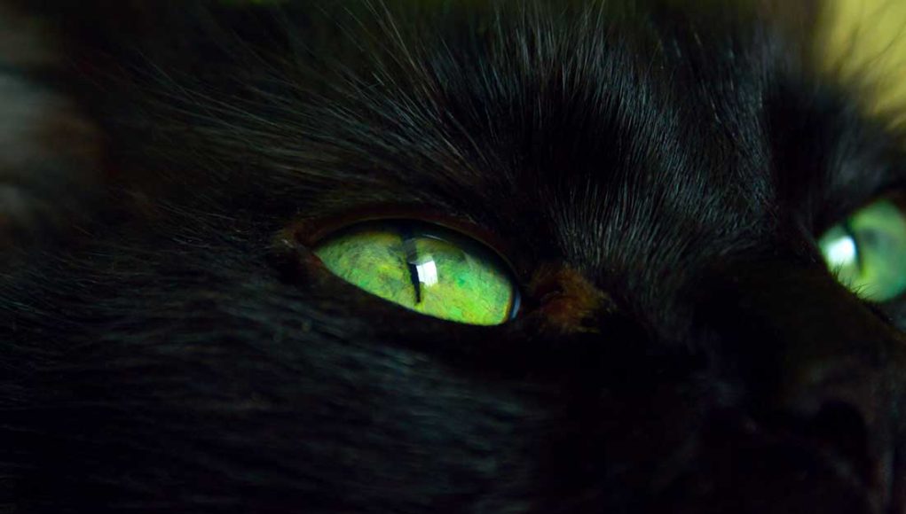 chats noirs aux yeux verts