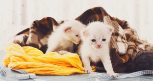Combien de chatons les chats siamois ont-ils ?