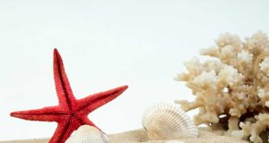 Comment nettoyer le sable d’un aquarium Comment nettoyer le sable d'un aquarium