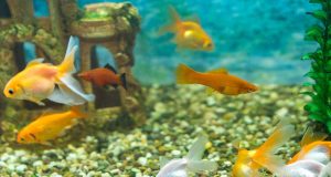 Comment nettoyer le gravier d’un aquarium ? nettoyer le gravier aquarium