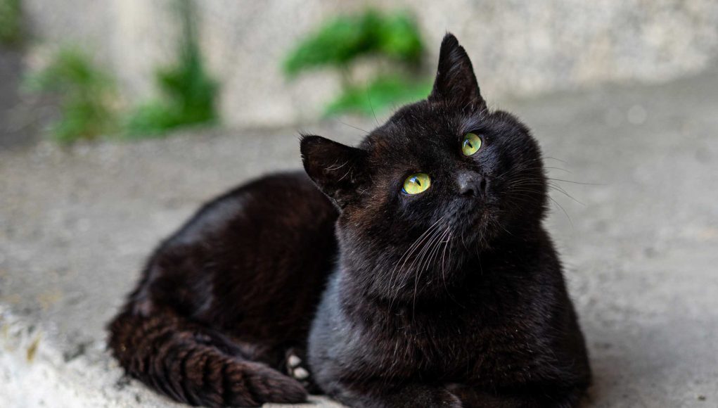 races de chats noirs
