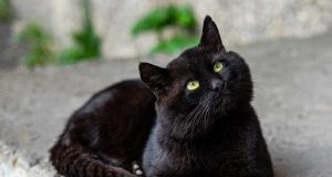 25 races de chats noirs que vous adorerez races de chats noirs