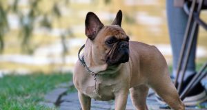 Le Bouledogue Français : Caractère et alimentation de la race Bouledogue Français