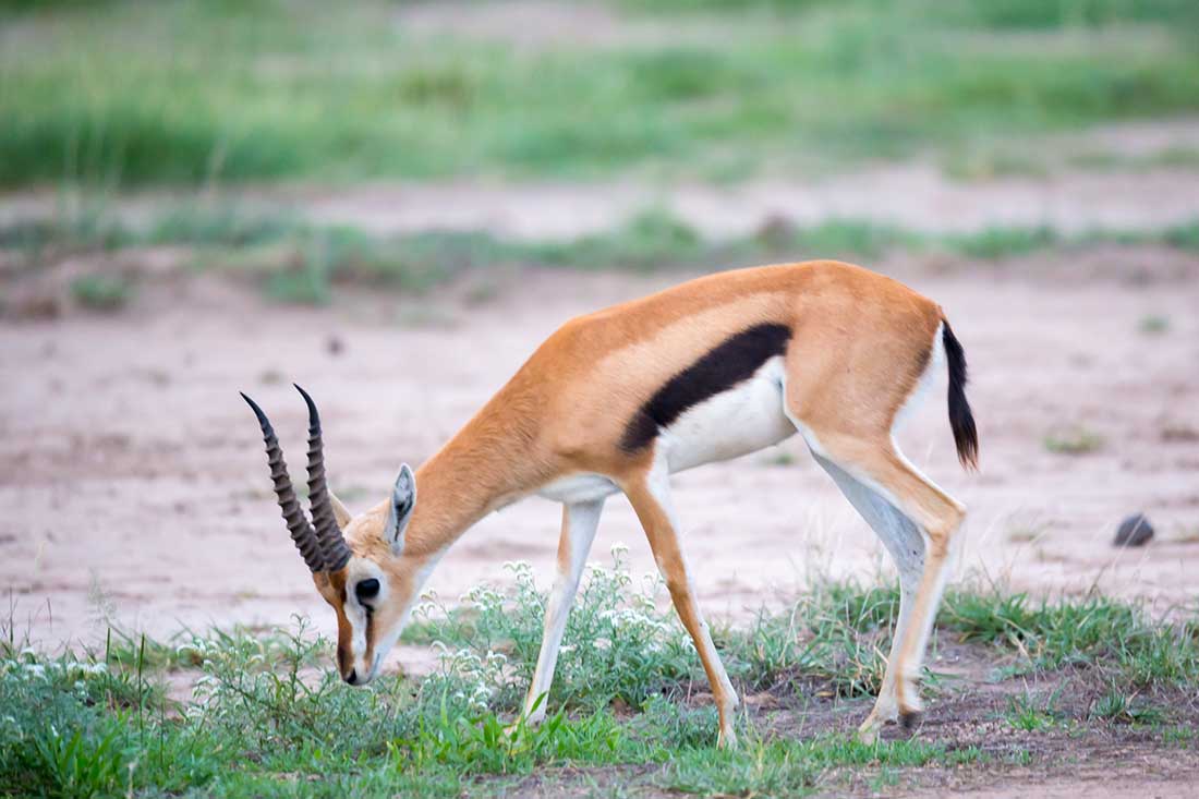 Gazelle de Thomson