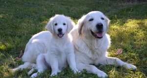 Le Golden Retriever : Caractère et alimentation de la race Golden Retriever