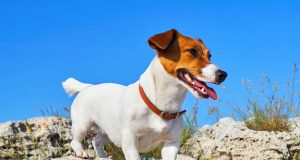 Le Jack Russell Terrier : Caractère et alimentation de la race Jack Russell Terrier
