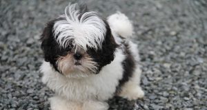 Le Shih Tzu : Caractère et alimentation de la race Shih Tzu