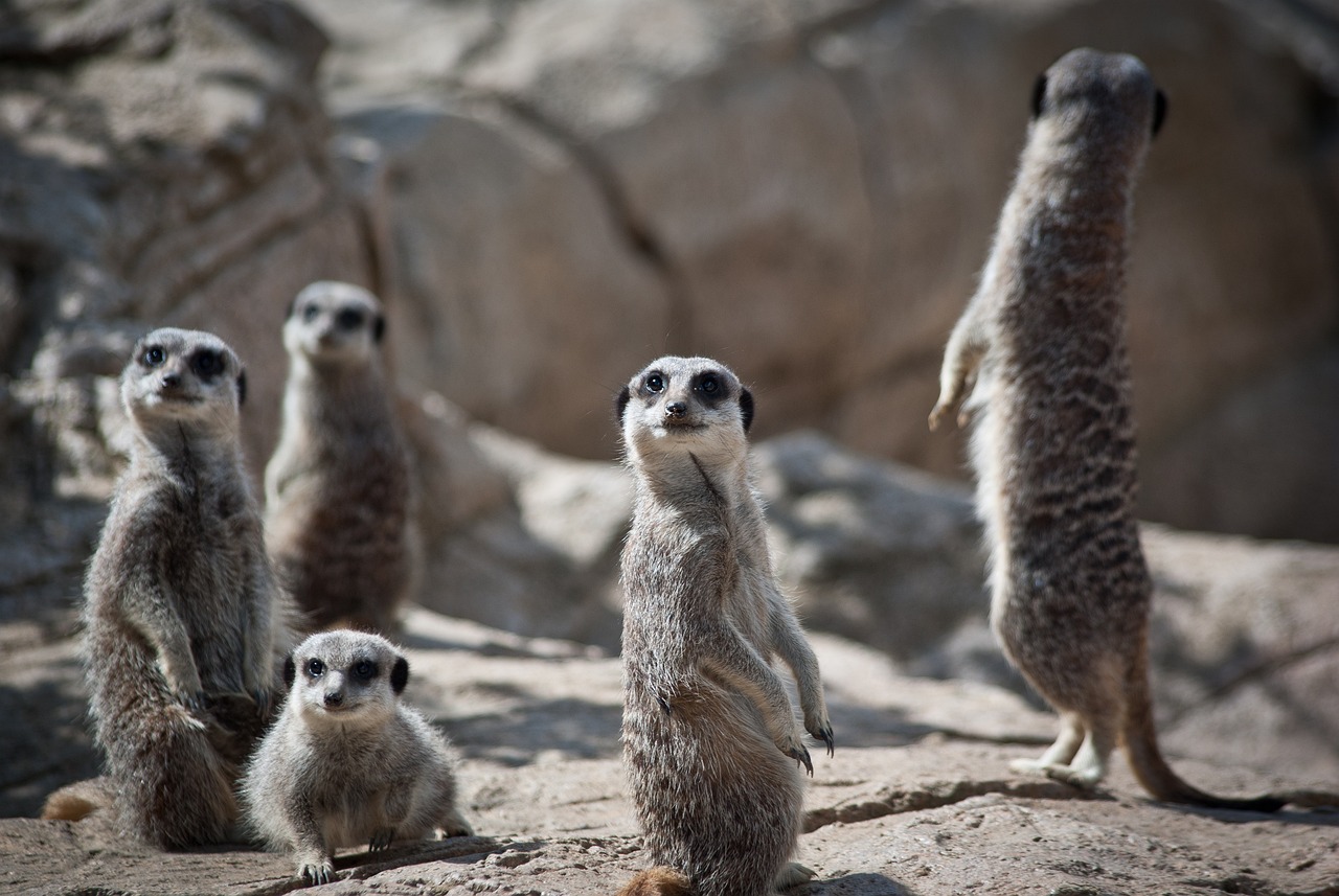 Suricate