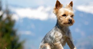 Le Yorkshire Terrier : Caractère et alimentation de la race Yorkshire Terrier