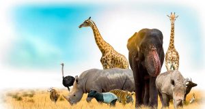 Top 20 des animaux africains emblématiques animaux africains emblématiques