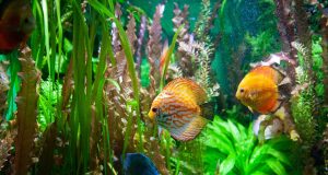 Comment avoir un aquarium en bonne santé ?